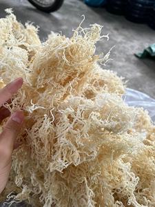 OEM <b>Golden</b> Wildcraft <b>Sea</b> <b>Moss</b> High Quality Raw Eucheuma Cottonii Seaweed Good Price 2025 Wholesales/ ANNA DO VILACONIC - Product Image 5