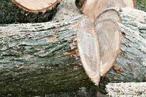 Grumes d'orme Grumes d'orme de haute qualité Grumes de scie d'orme - Product Image 3