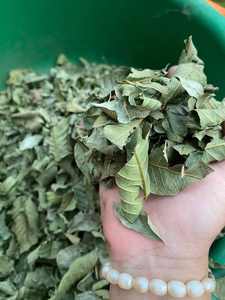 Ingrediente de remedio herbal de hojas de guayaba secadas al sol seleccionadas a mano Suministro a granel de Vietnam - Product Image 2