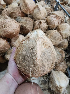Coco maduro Precio al por mayor Directo de la fábrica Coco seco Exportación de Vietnam Alta calidad y precio barato Coco Maduro - Product Image 2