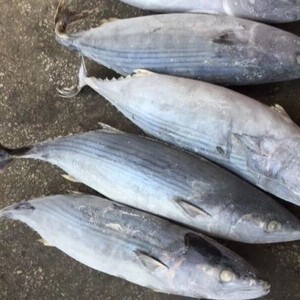 Organic 10kg Skipjack Tuna Fish Frozen Whole <b>Box</b>/Bag/Bottle Packaging Includes Fillet Part Skipjack - Product Image 3