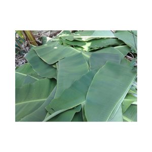 ใบตองสดสำหรับห่ออาหาร28ซม. ใบกล้วยเขียว - Product Image 3