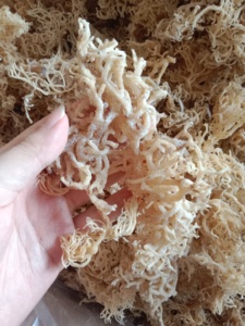Exportation d'algues Cottonii de qualité depuis le Vietnam-Algues Cottonii séchées de qualité supérieure - Product Image 2