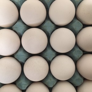 Œufs de poule de table blancs Ross 308 et Cobb 500 de haute qualité, frais du Royaume-Uni, durée de conservation de 6 mois, prix de gros, en vente - Product Image 4