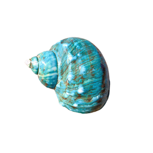 Conchas marinas de Caracol de rayas Turbo pulidas Conchas marinas verdes naturales Conchas marinas azules para decoración y suministro de artesanías a granel - Product Image 4