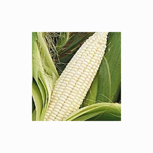 Maíz Blanco Glutinoso Seco de Alta Calidad, Sin OMG, Apto para Consumo Humano y Alimentación Animal, Disponible con Empaque Personalizado - Product Image 3