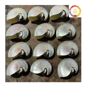 Carcasa de Nautilus pulida de alta calidad | Carcasa decorativa natural para decoración costera de lujo para el hogar - Product Image 1