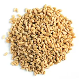 Direct Factory Supply Best Market Price Wheat Grain In Bulk 100% Pure & Nutrition Wheat Grain Buy From Indian Supplier