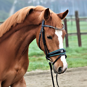 Brida de doma de cuero negro con tubería turquesa, banda para cejas brillante de doble tono y accesorio de Flash, brida para caballete - Product Image 2