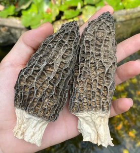 Champignon Morel séché naturel de qualité supérieure entier et tranché fabriqué à partir de champignons sauvages origine Vietnam pour un usage culinaire - Product Image 6