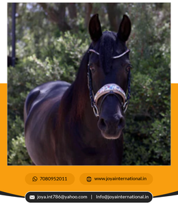 Bride de dressage Monet Snaffle de haute qualité Bride de cheval en cuir avec logo personnalisé avec fonction de réduction de poids Édition limitée Équitation - Product Image 4