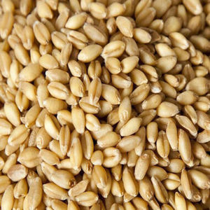 Aislado de Proteína de Extracto de Semilla de Cebada 80% en Polvo, Sin OMG, Vegano, para Nutrición Deportiva, Barras Energéticas, Grado Alimenticio, 2 Años de Vida Útil, Refrigerado - Product Image 6