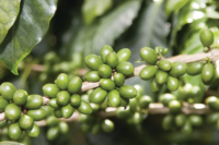 Poudre d'extrait de grain de café vert de qualité supérieure 70% par HPLC Acides chlorogéniques Café biologique naturel en gros