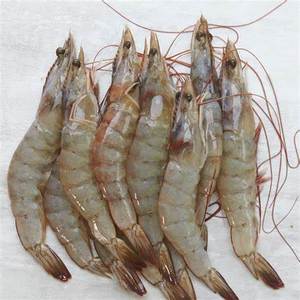 กุ้งแช่แข็งพรีเมี่ยมขายส่งอาหารทะเลสดแช่แข็งคุณภาพสูงจากธรรมชาติกุ้งแช่แข็งสำหรับการส่งออก - Product Image 5