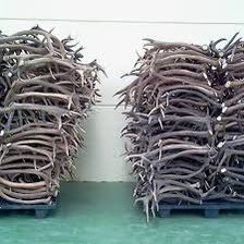 Cheap Red <b>Deer</b> <b>Antlers</b> <b>for</b> <b>Sale</b> - Product Image 5