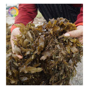Suplemento de Algas Marinas para Cultivos con Polvo de Algas Sargassum y Polvo de Ácido Algínico, Alimento para Mascotas, Suplemento Mineral a Granel - Product Image 3