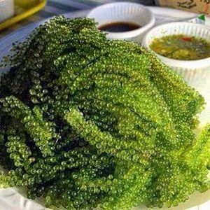 Uvas de mar deshidratadas de caviar verde natural del fabricante de Vietnam-UVA marina salada/uva de mar seca - Product Image 2