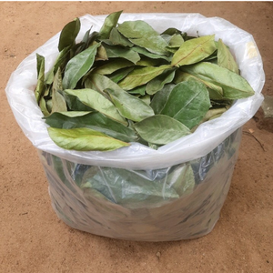 PROVEEDOR DE VIETNAM HOJA DE URENTA SECA EN POLVO-EXPORTACIÓN A GRANEL PREMIUM - Product Image 1
