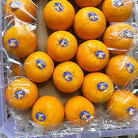 Verse Mandarijnen, sappig citrusfruit, groothandelsprijs rechtstreeks van de boerderij