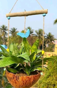 Macetas biodegradables de fibra de coco para plantas, ideales para proyectos de agricultura orgánica, paisajismo y horticultura - Product Image 5