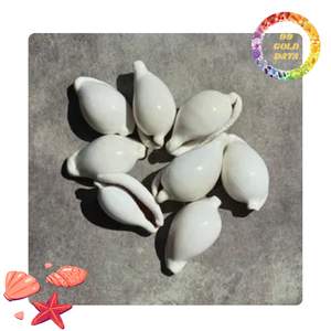 Conchas de cauri de huevo blanco de 5-7cm de Vietnam | Fabricación de joyas de bricolaje y decoración del hogar | Stock disponible - Product Image 2