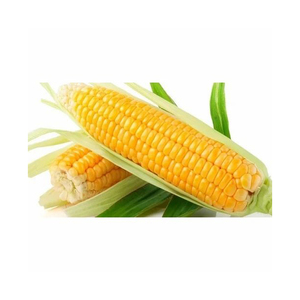 Maïs jaune Maïs-Vente en gros de maïs jaune doux français pour l'alimentation animale - Product Image 6