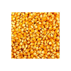 Maíz seco congelado de alta calidad/maíz amarillo dulce a granel, precio al por mayor Premium con envío rápido directo del proveedor - Product Image 2