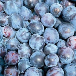 Prugnas Frescas Premium - Exportación Clase I - Variedades Victoria Morada Dulce y Diamante Negro - Alto Contenido de Brix 12%+ - Fruta con Semillas - Product Image 5
