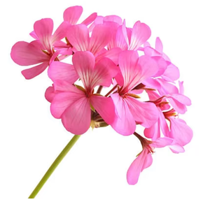 Aceite esencial de geranio natural puro de la mejor calidad Aceite de geranio rosa a bajo precio - Product Image 6