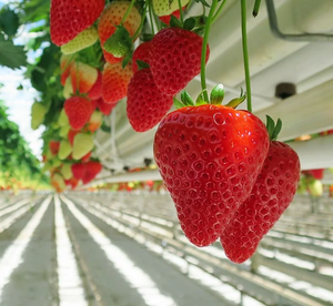 Sistemas Hidropónicos de Interior Resistentes y Torre Aeropónica para Uso a Largo Plazo - Product Image 4