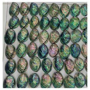 Acabado pulido de concha de abulón de alta calidad de Vietnam para joyería Marquetería Venta de material artesanal premium - Product Image 6