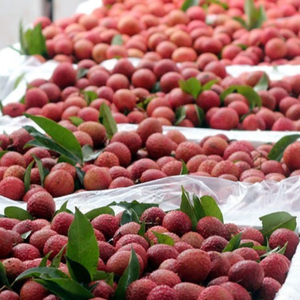 Litchi vietnamien congelé dès la récolte, garantissant le meilleur goût pour les consommateurs - Product Image 6