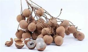 ลำไยกระป๋องเขตร้อนความดีธรรมชาติฉลากที่สะอาดพร้อมให้บริการ - Product Image 6