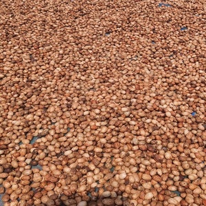 Amra Pod <b>Dried</b> vase Fillers Decorative <b>Plants</b> Potpourri for Home or Office Elegant Floral Design for Indoor Use - Product Image 4