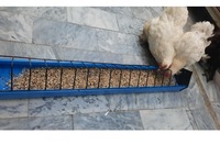 Longs plateaux d'alimentation de volaille casseroles d'alimentation pour oiseaux plateau d'alimentation de poulet rond creux métal plastique réutilisable équipement de poulet de chair plaque de casserole