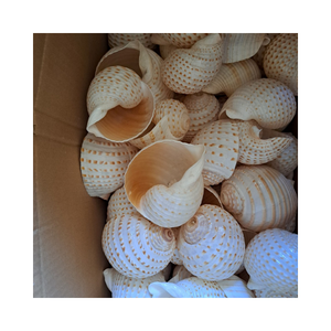 Premium Turbo Burgess Seashell de Vietnam - Ideal para decoración, varios tamaños y diseños, alta calidad, listo para la exportación - Product Image 4