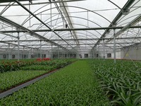 Serre de semis de haute qualité pour l'Afrique avec ventilation automatique et protection UV pour une croissance des plantes toute l'année