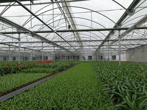 Invernadero de Alta Calidad para Plántulas en África con Ventilación Automática y Protección UV para el Crecimiento de Plantas Durante Todo el Año - Product Image 2