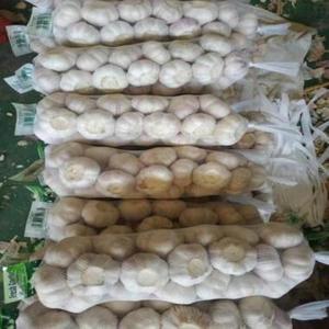 Ajo Blanco Puro Seco Fresco de Gran Calidad y Tamaño Grande de Tailandia, 25 kg para Plantar, Precio al por Mayor - Product Image 5
