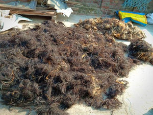 La mejor calidad de exportación Dry Black & Brown Buffalo Ox & Horse Tail Hairs 6-20 pulgadas por encima A precios al por mayor Ágata por M R S EXPORTS - Product Image 4