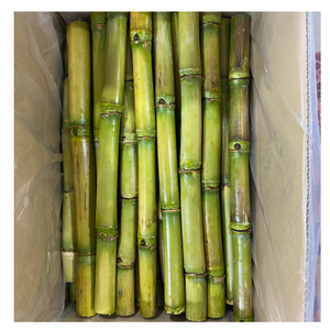 แท่งอ้อยแช่แข็งจากเวียดนามแท่งไม่ใส่สารกันบูดธรรมชาติ100เปอร์เซ็นต์สำหรับตลาดส่งออก - Product Image 6