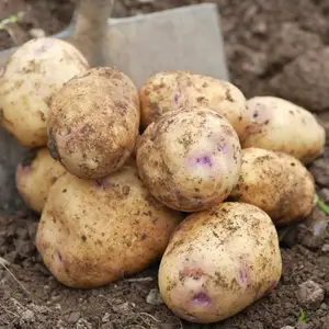 Shannon Valley Potatoes: Valley-Fresh Goodness, Grown with Care in Ireland