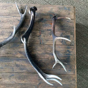 เขากวางแดงขายส่ง - Product Image 4