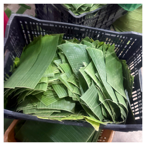 Hojas de plátano al por mayor para restaurantes Envasado de comida callejera y uso tradicional decorativo - Product Image 2