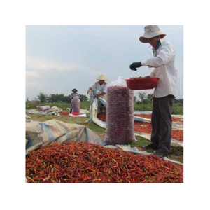 Pimiento rojo Chile seco Chile secado al sol Vietnam picante Chile seco entero embalaje a granel para exportación cocina y uso en la industria alimentaria - Product Image 1