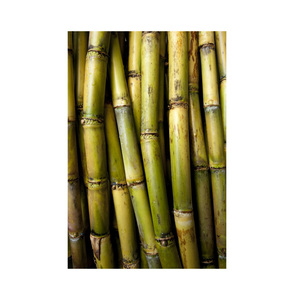 Caña de Azúcar Fresca de Vietnam, Venta al por Mayor, Exportación a Granel, Caña de Azúcar de Alta Calidad - Product Image 4