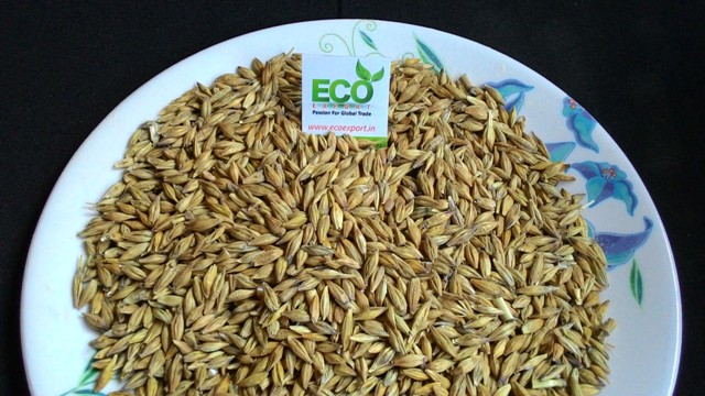 black barley seed
