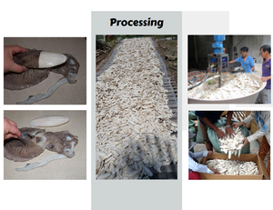 Os de seiche blanc propre pour oiseau perroquet utilisation pour animaux de compagnie prix usine exportation du Vietnam - Product Image 6