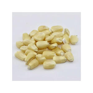 Maíz Blanco disponible para suministro a granel con entrega rápida y calidad premium - Product Image 5