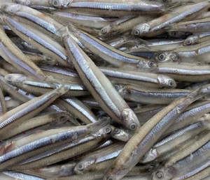 Anchois bleu Poisson entier congelé Fruits de mer Prix bas en vrac - Product Image 3